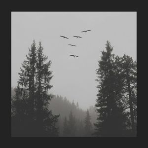 Where Birds Fly (Single)