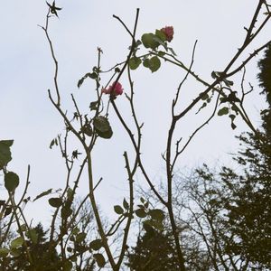 limelight (Single)