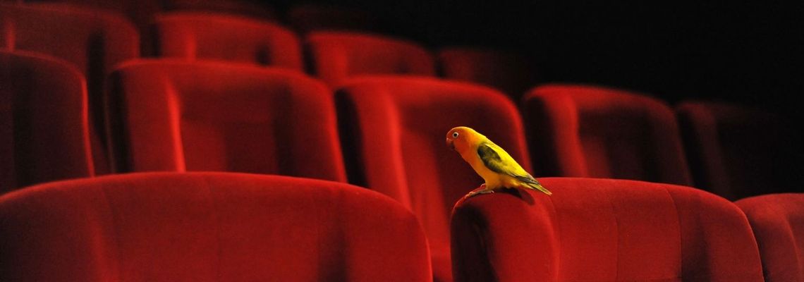 Cover Les Oiseaux de pluie