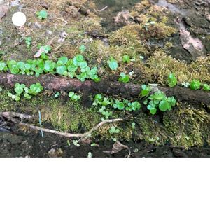 pieces (materials for live performance part I)