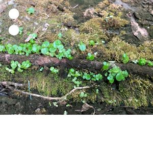 of a dream (materials for live performance part II)