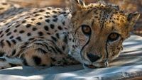 Les animaux : moins bêtes que nous ?
