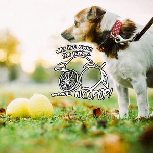 When Life Gives You Lemons… The Alcopop! Records Class of 2017/18