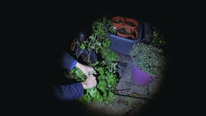 First light
