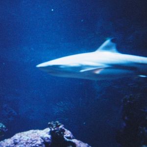 pistris (Single)