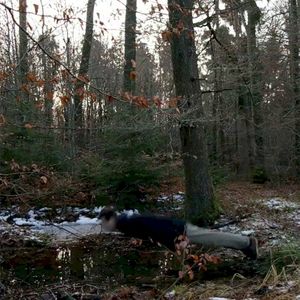 Farce (Single)