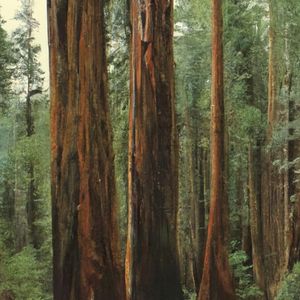 Redwoods (Single)