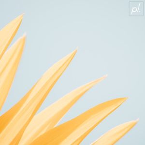 Photosynthesis (Single)
