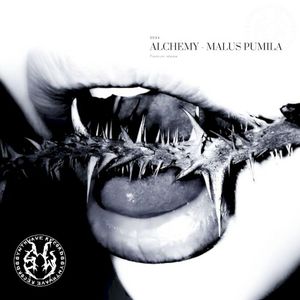 MALUS PUMILA (Single)