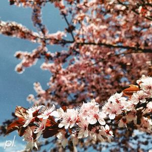 in love (Single)