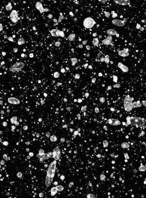Black and White Trypps Number One