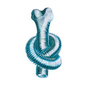 La forma de tus huesos (Single)