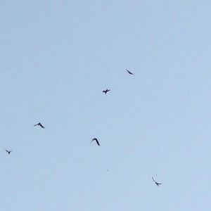 Signal Hill (Single)
