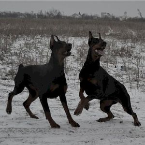 ominous (Single)
