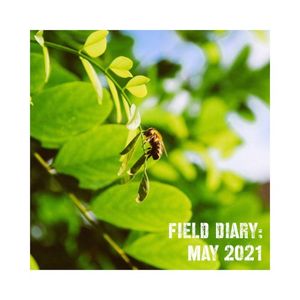 Windowill Record #79