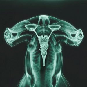 Shark Brain / Dolphin (Single)