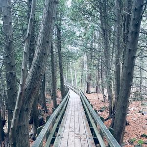 Hollow in the Pines / Ouija Board