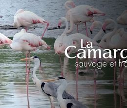 image-https://media.senscritique.com/media/000022756086/0/la_camargue_sauvage_et_fragile.jpg