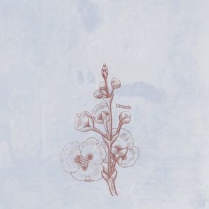 Drizzle (Single)