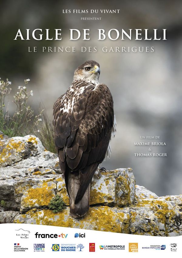 Aigle de Bonelli, le prince des garrigues