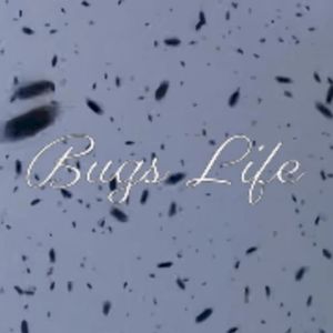 Bugs Life (Single)