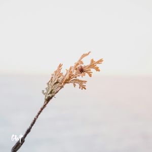 Warmth (Single)