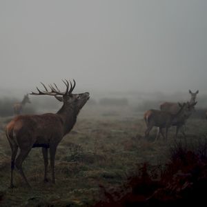 Revenant (Slowed)