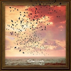Starlings (Single)