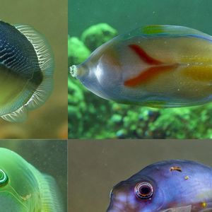 Fish, Fished, Fishing EP (EP)