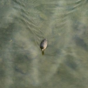 浮いた欲 (EP)