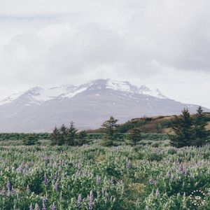 Lavender (Single)