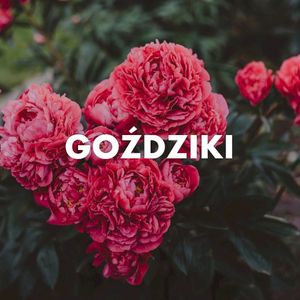 Goździki