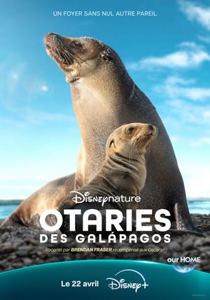 Otaries des Galápagos