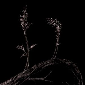 Opale (Single)