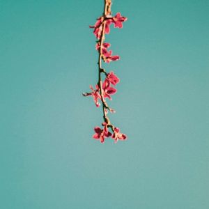 Blossoming Reverie (Single)