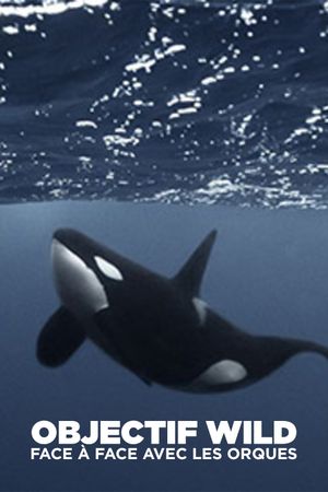 Objectif Wild : face à face avec les orques
