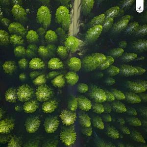 Forest Trail (Single)