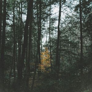 Among the Trees (EP)
