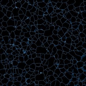 Cell (Single)