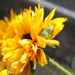 Florally Tranquil