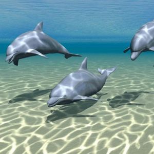 Sonic Dolphin (Single)
