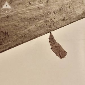 Take Your Wings (Single)