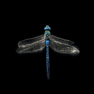 Dragonfly (Single)