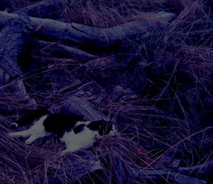 Sky Burial (EP)