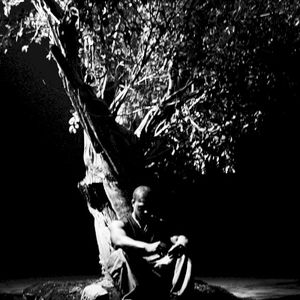 Sycamore Tree (Single)