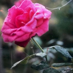 Run (Single)
