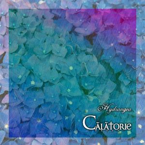 Hydrangea (Single)