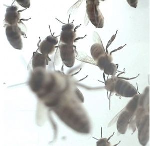 All the Things (Single)