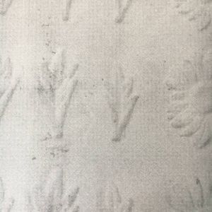 While My Garden Gently Hums (EP)