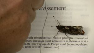 L’amour sur le chemin des roncettes